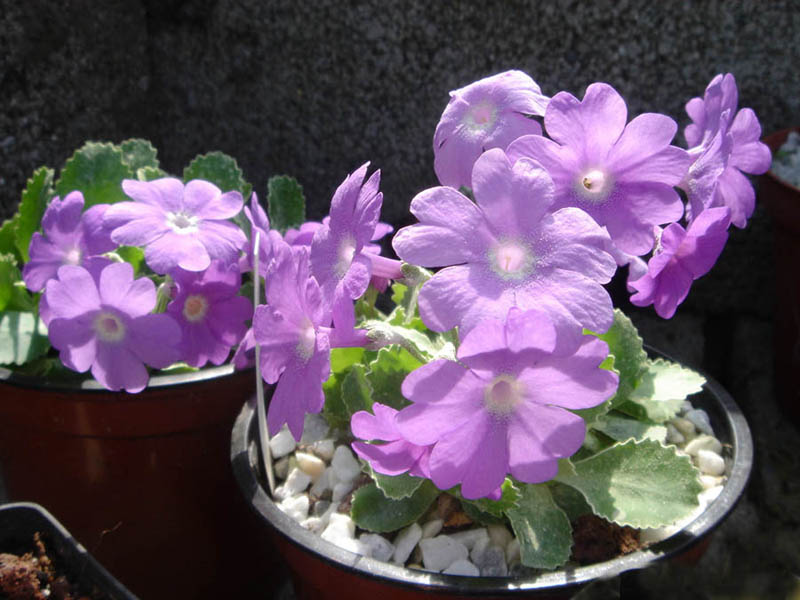 Primula marginata 'Napoleon' photo